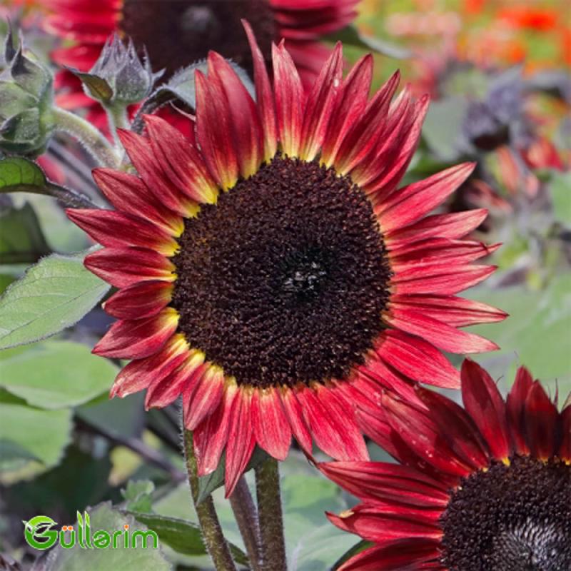 Helianthus (Bəzəkli Günəbaxan)