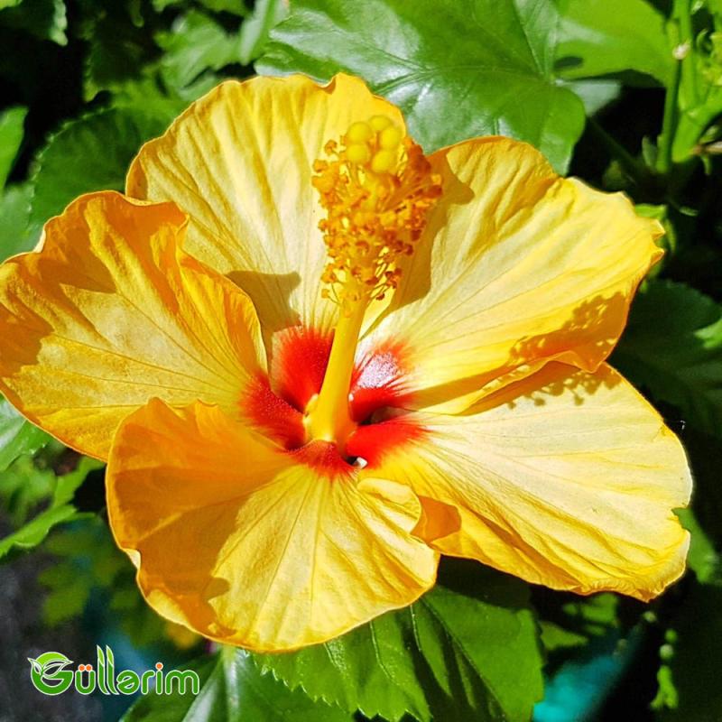 Hibiskus (Hibiscus rosa-sinensis)