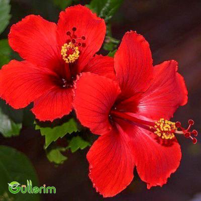 Hibiskus (Hibiscus rosa-sinensis)