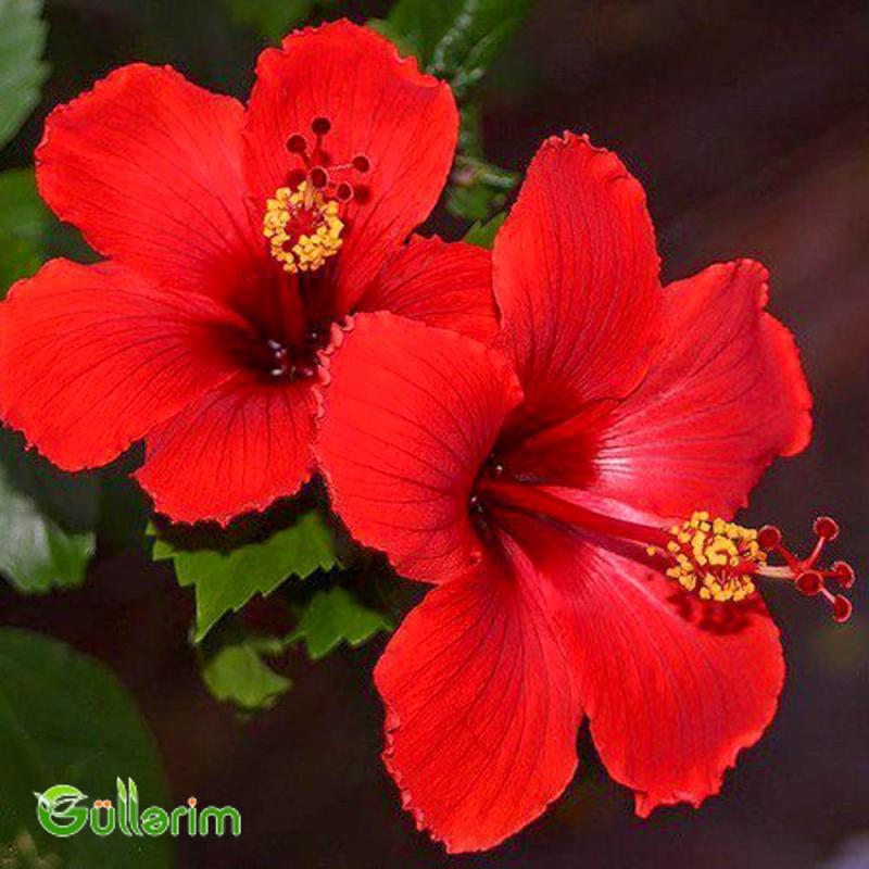 Hibiskus (Hibiscus rosa-sinensis)