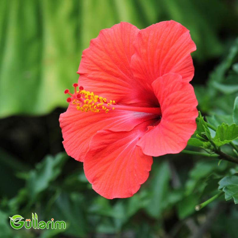Hibiskus (Hibiscus rosa-sinensis)