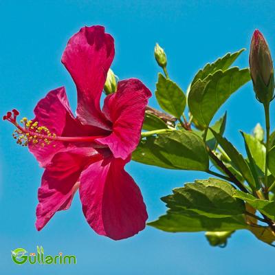 Hibiskus (Hibiscus rosa-sinensis)