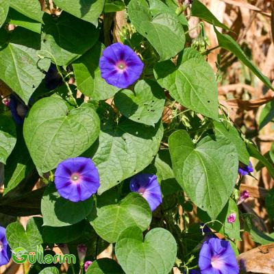 İpomeya (Ipomoea purpurea)