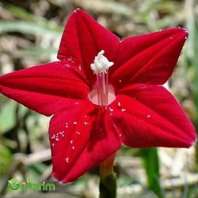 İpomeya Kvamoklit (Ipomoea quamoclit)