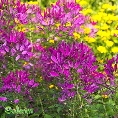 Kleoma (Cleome hassleriana)