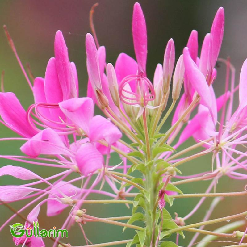 Kleoma (Cleome hassleriana)