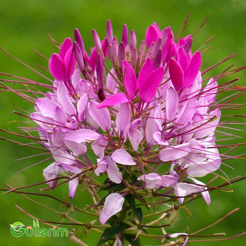 Kleoma (Cleome hassleriana)
