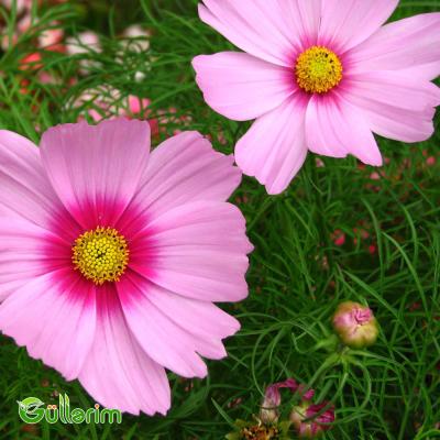 Kosmeya (Cosmos bipinnatus)