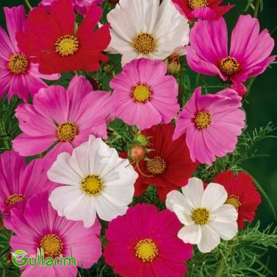 Kosmeya (Cosmos bipinnatus)