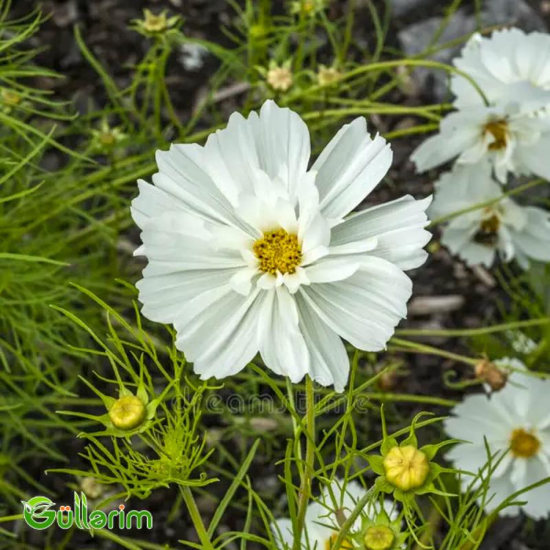 Kosmeya (Cosmos bipinnatus)