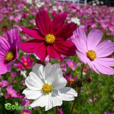 Kosmeya (Cosmos bipinnatus)