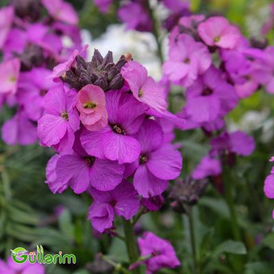 Lacfiol (Erysimum cheiri / Cheiranthus cheiri)