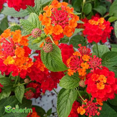 Lantana (Lantana camara)