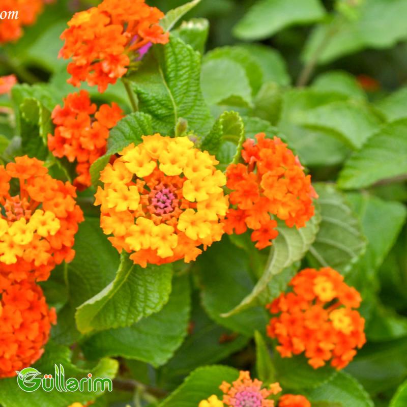 Lantana (Lantana camara)