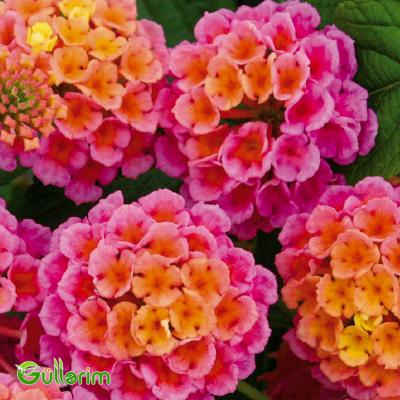 Lantana (Lantana camara)