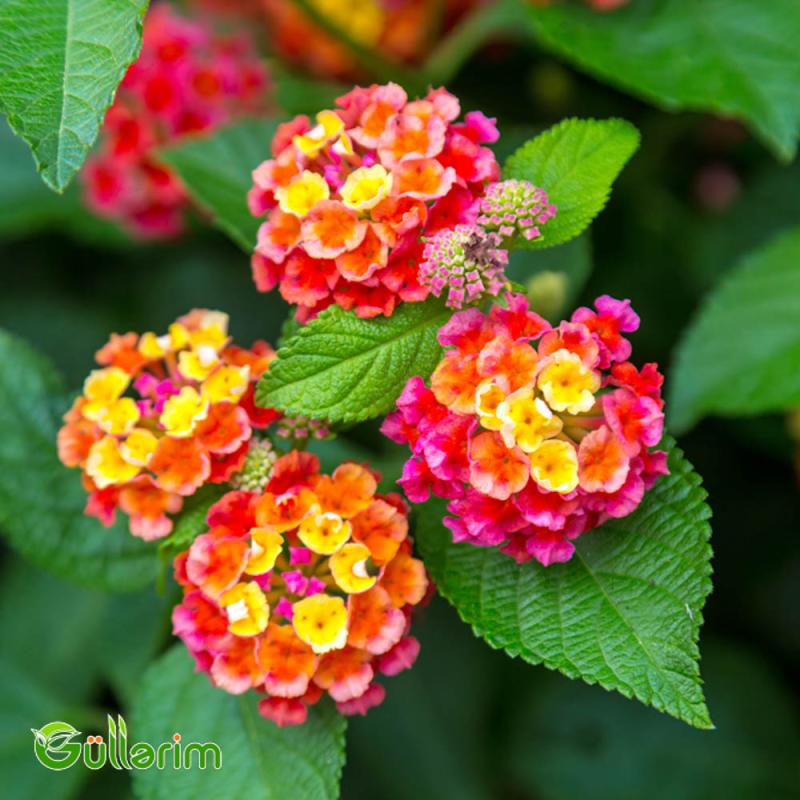 Lantana (Lantana camara)