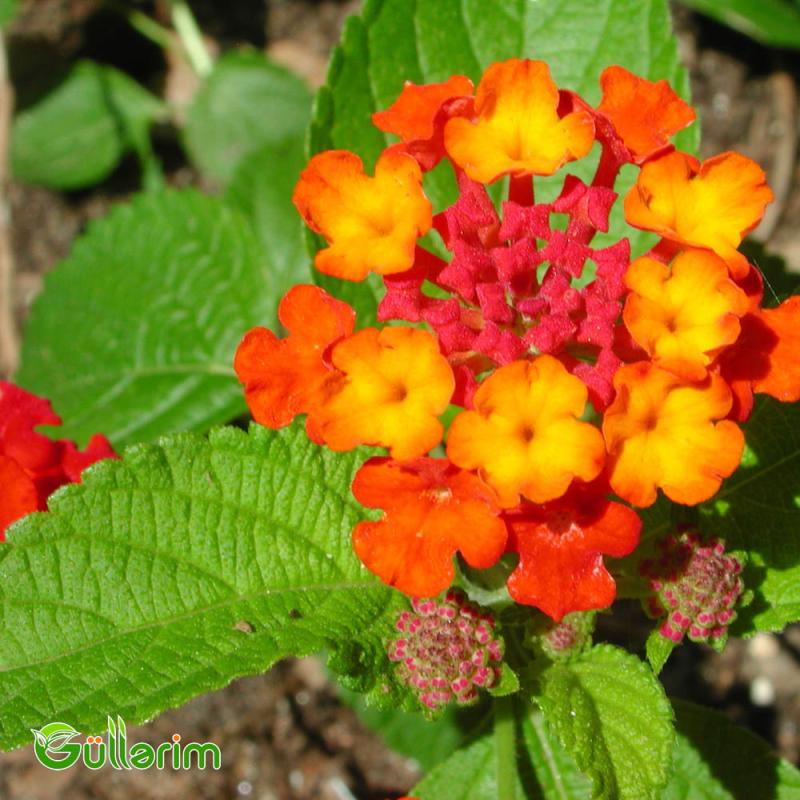 Lantana (Lantana camara)