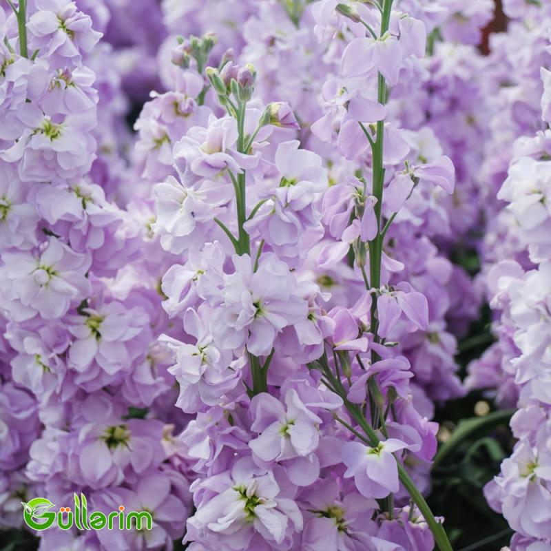 Matiuola (Matthiola)