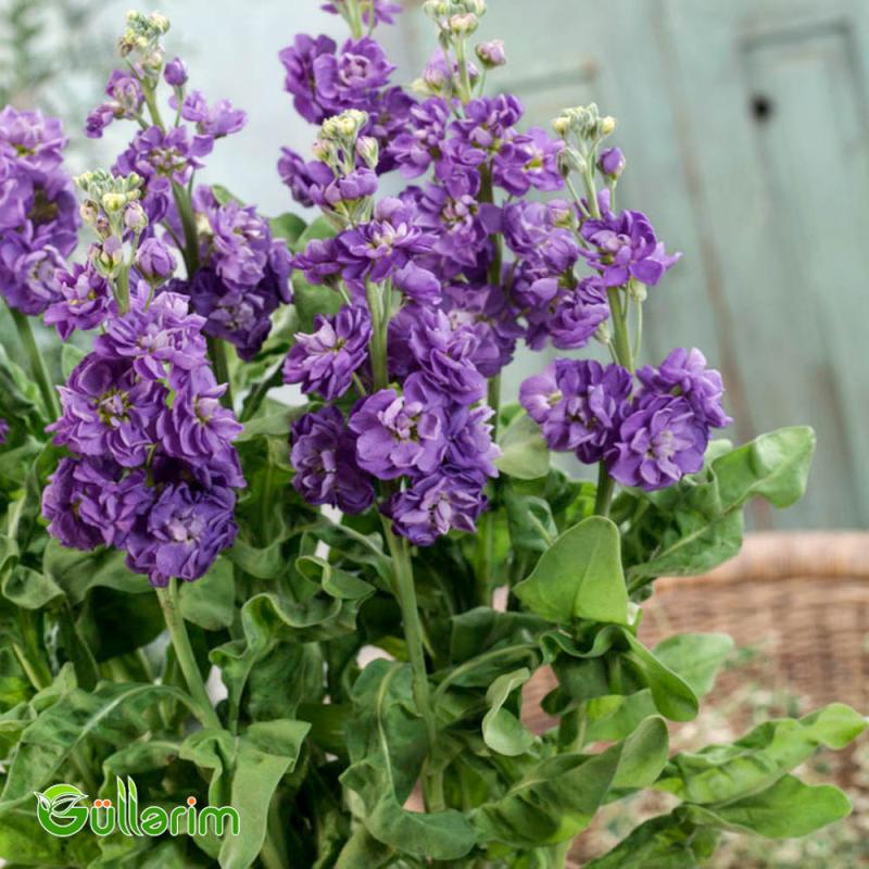 Matiuola (Matthiola)