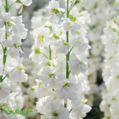 Matiuola (Matthiola)
