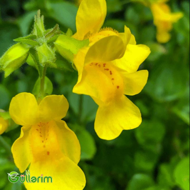 Mimulüs - Mimulus