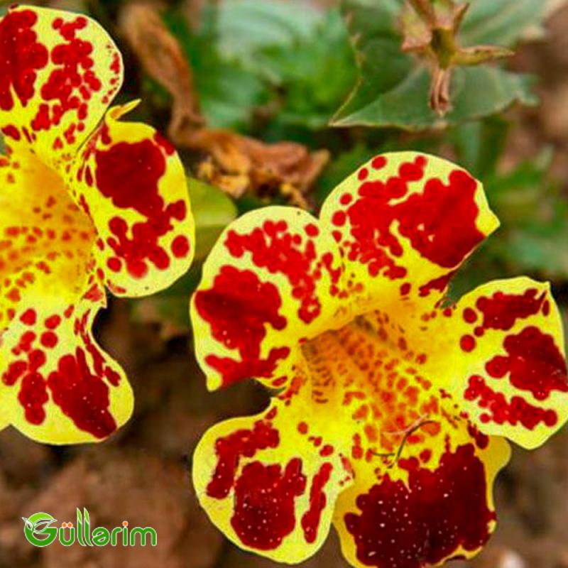 Mimulüs - Mimulus