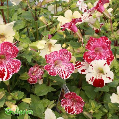 Mimulüs - Mimulus
