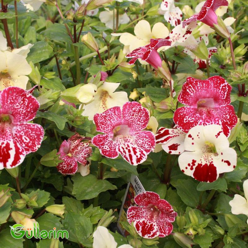 Mimulüs - Mimulus