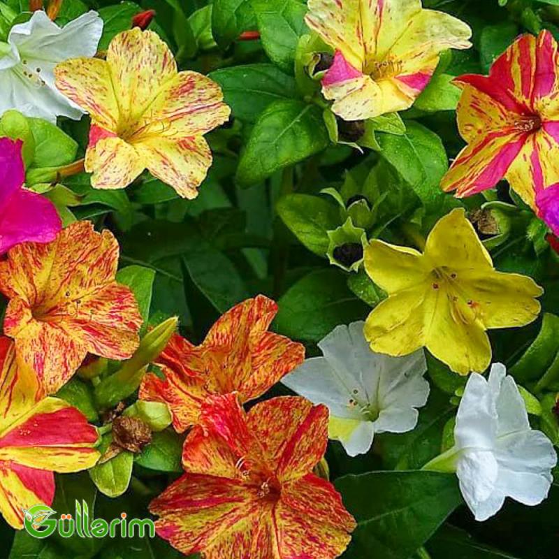 Mirabilis (Mirabilis jalapa)