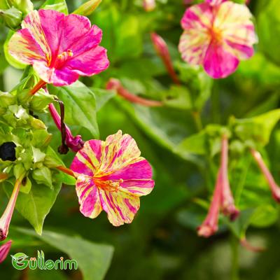 Mirabilis (Mirabilis jalapa)