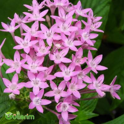Pentas (Pentas lanceolata)