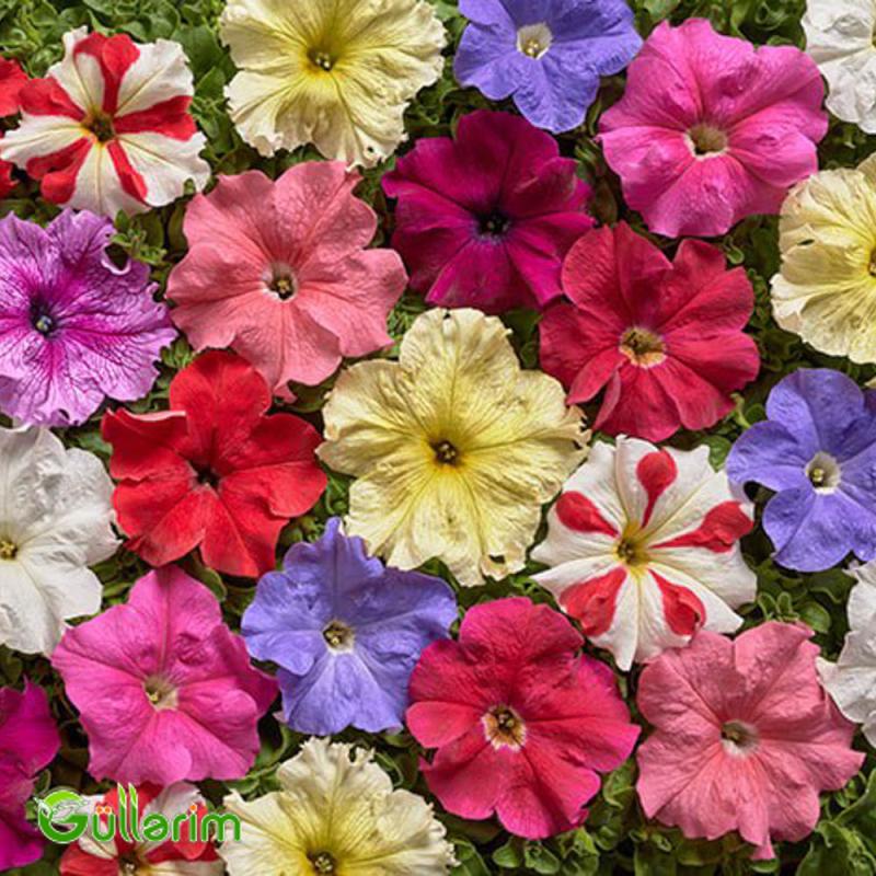 Petunya (Petunia)