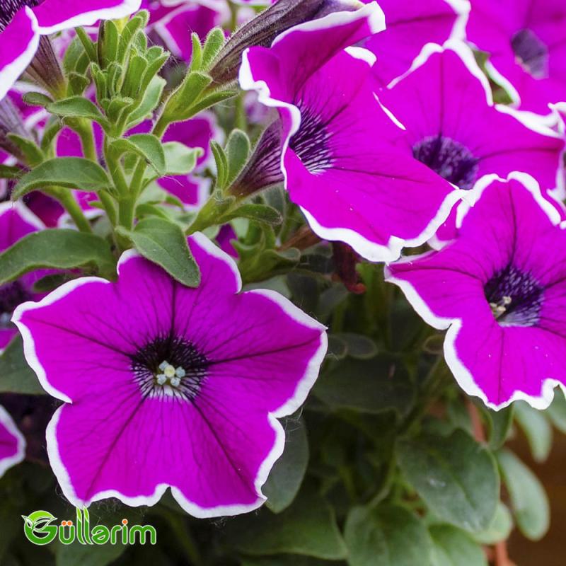Petunya (Petunia)