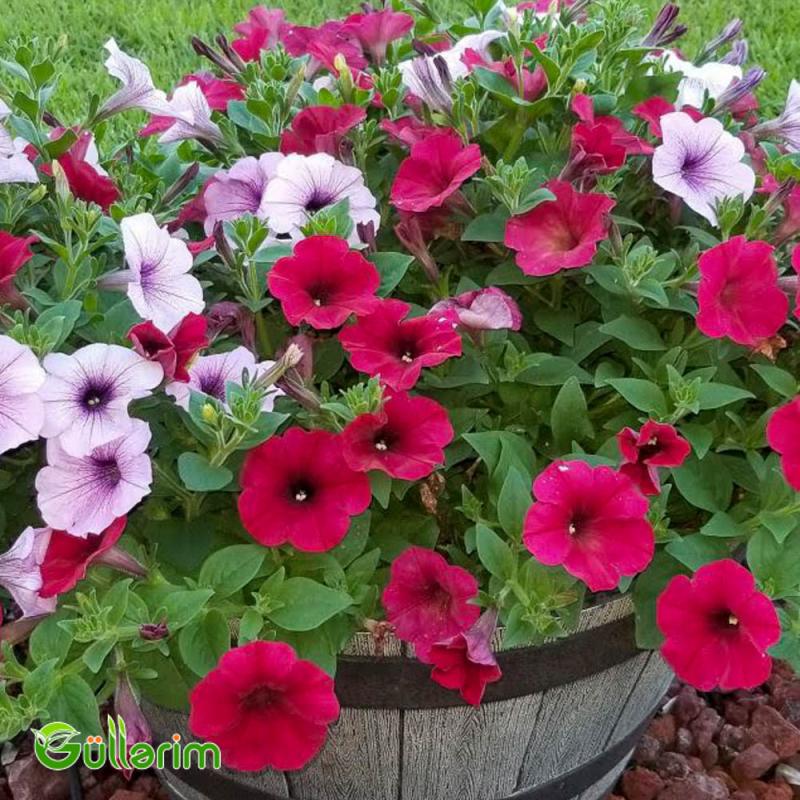 Petunya (Petunia)
