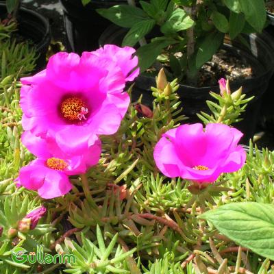 Portulak (Portulaca grandiflora)