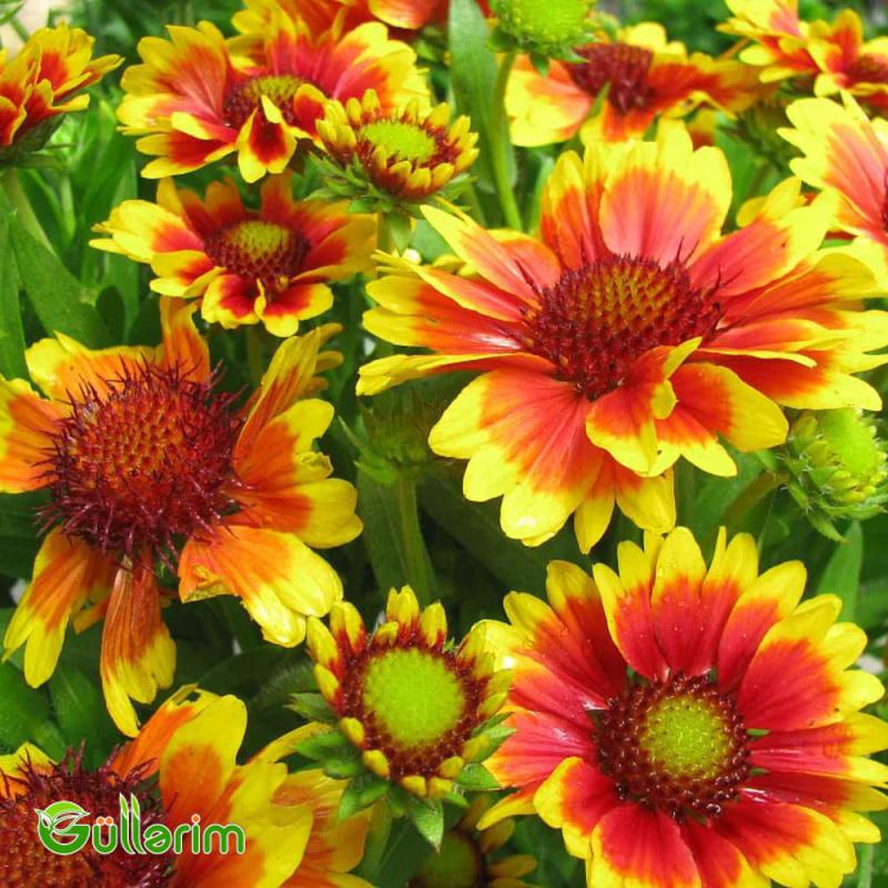 Qaylardiya - (Gaillardia)