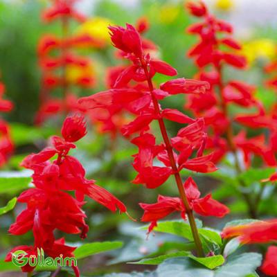 Salviya (Salvia splendens)