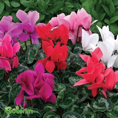 Siklamen (Cyclamen)