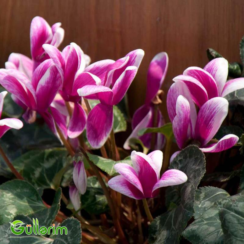 Siklamen (Cyclamen)