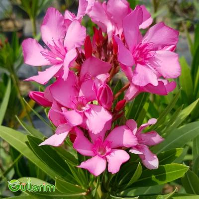 Oleandr (Nerium oleander)