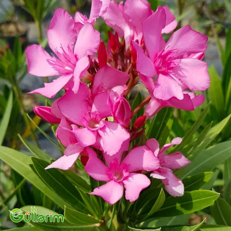 Oleandr (Nerium oleander)
