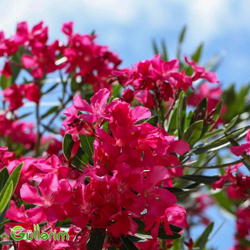 Oleandr (Nerium oleander)