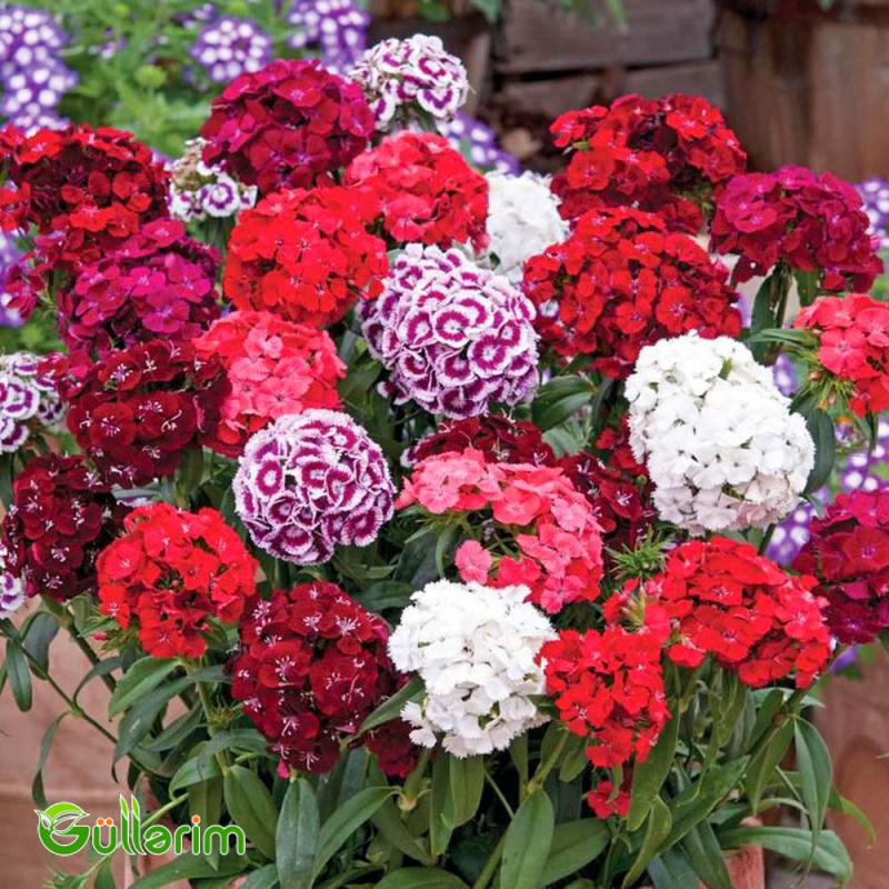 Türk Qərənfili (Dianthus barbatus)