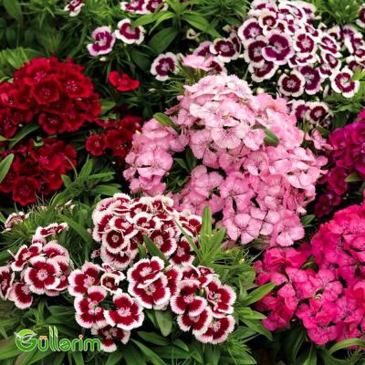 Türk Qərənfili (Dianthus barbatus)