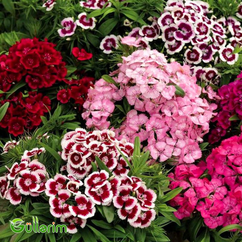 Türk Qərənfili (Dianthus barbatus)