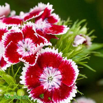 Türk Qərənfili (Dianthus barbatus)
