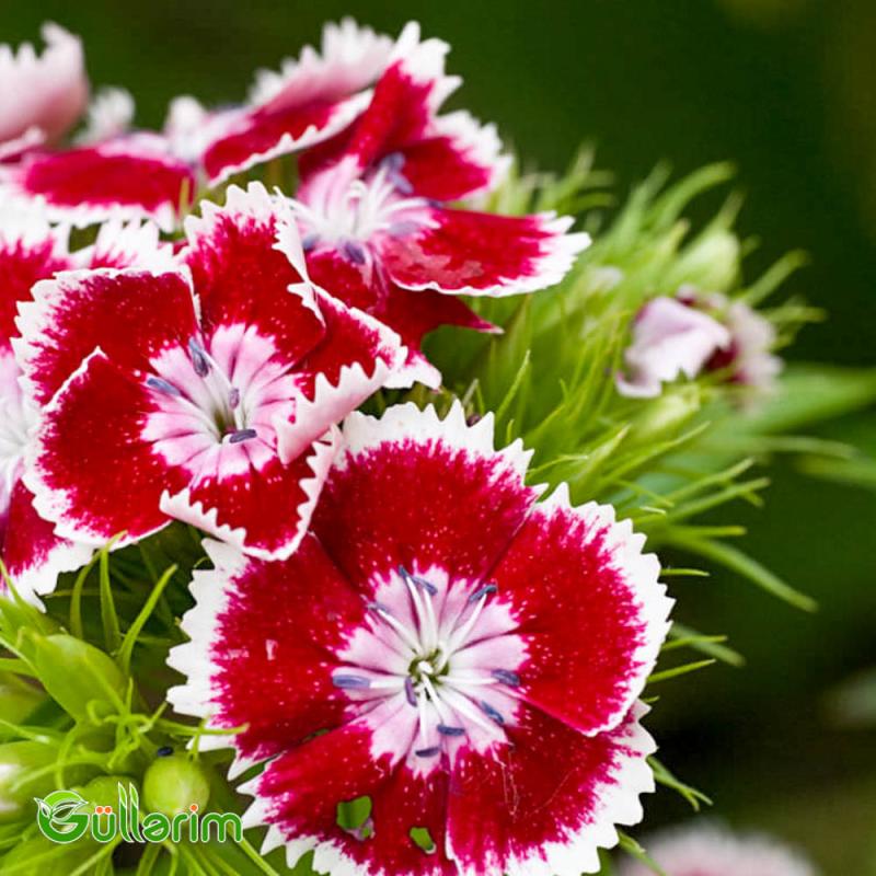 Türk Qərənfili (Dianthus barbatus)