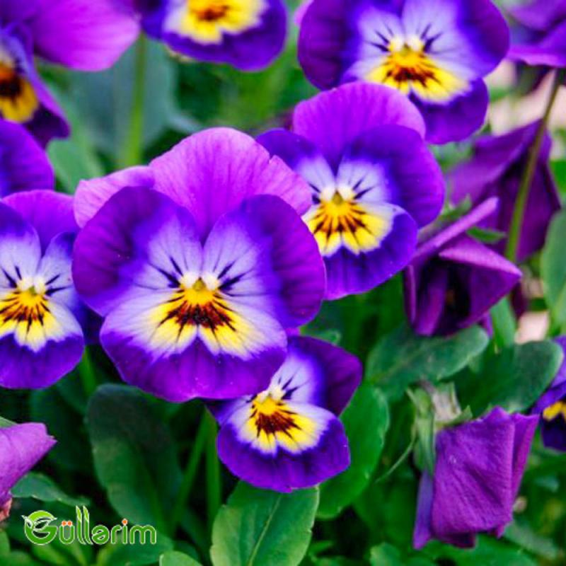 Viola (Viola tricolor)