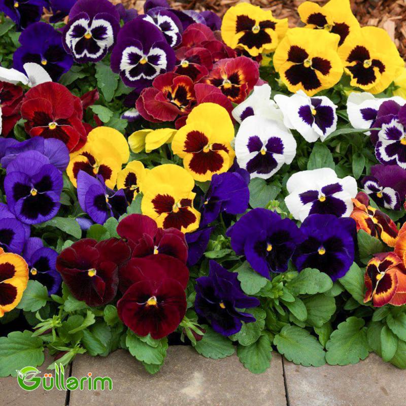 Viola (Viola tricolor)