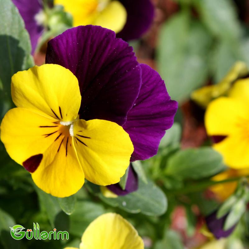 Viola (Viola tricolor)